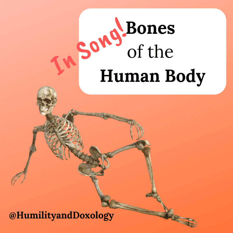Bones of the Human Body set to music, homeschool science song!